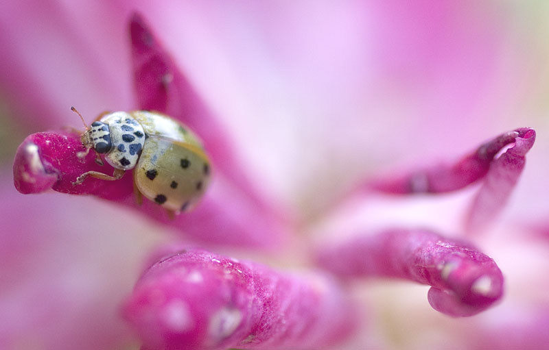 A caccia...in giardino!